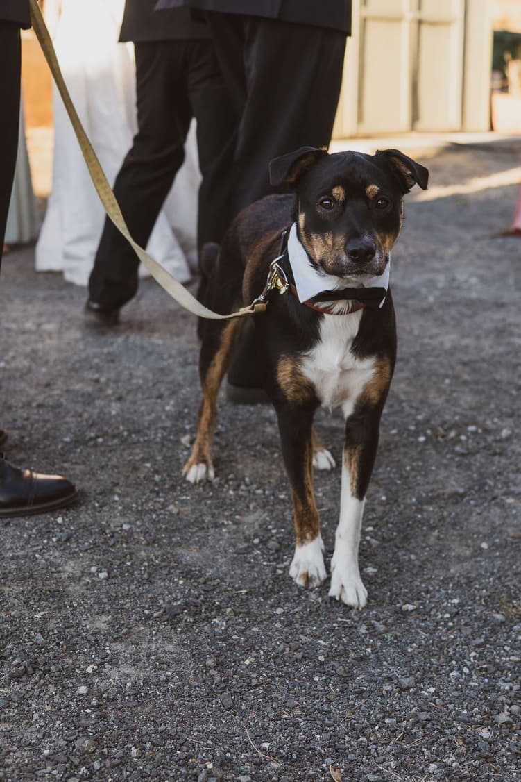 The couple's dog in a white collar and black bow tie, ready for ring-bearer duty